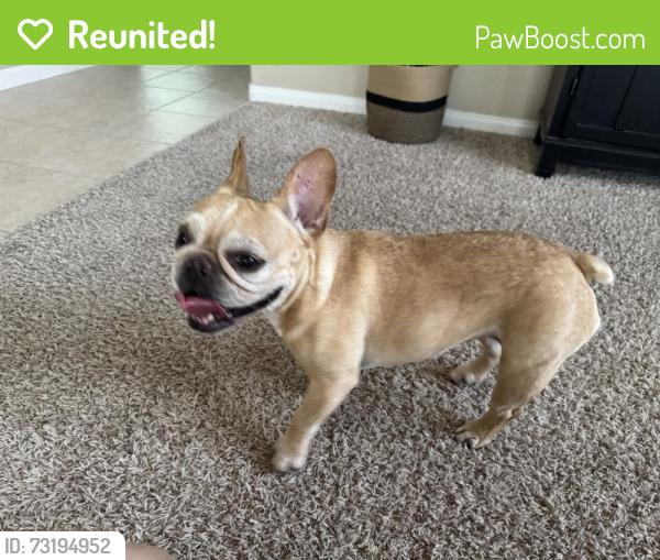 Reunited Female Dog last seen Valle Verde and Paseo Verde, Henderson, NV 89012
