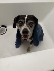 Reunited Male Dog last seen Nunez Park, San Bernardino, CA 92411