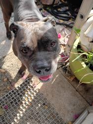 Found/Stray Male Dog last seen 2nd avenue and 48 Street, Deerfield Beach, FL 33064