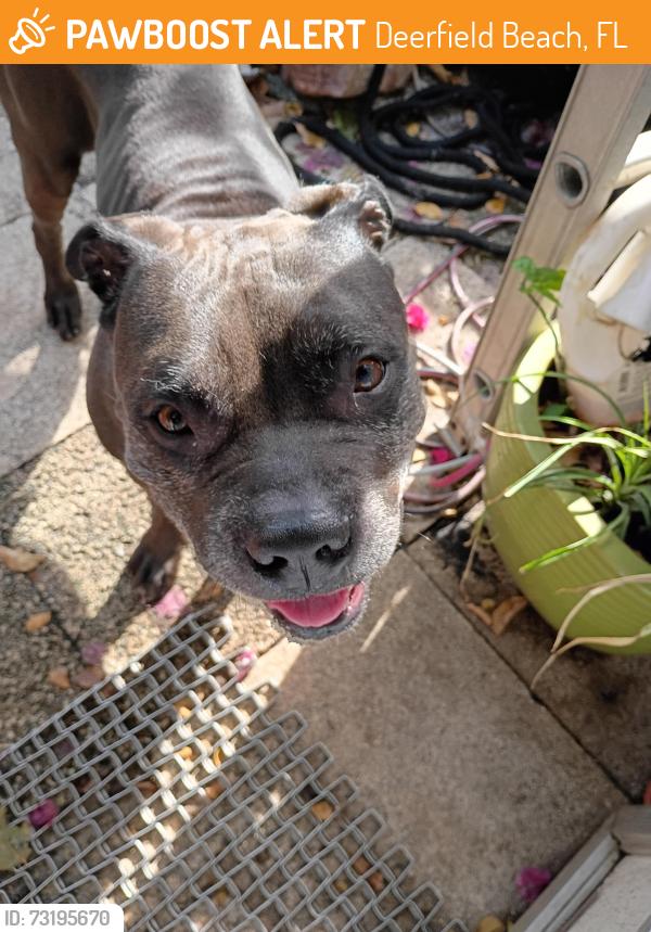 Found/Stray Male Dog last seen 2nd avenue and 48 Street, Deerfield Beach, FL 33064