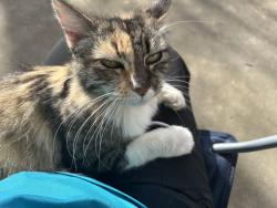 Lost Female Cat last seen Judson, San Antonio, TX 78247