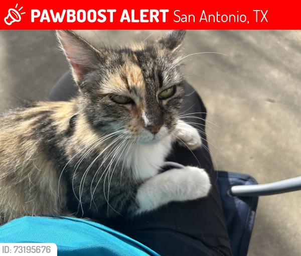 Lost Female Cat last seen Judson, San Antonio, TX 78247