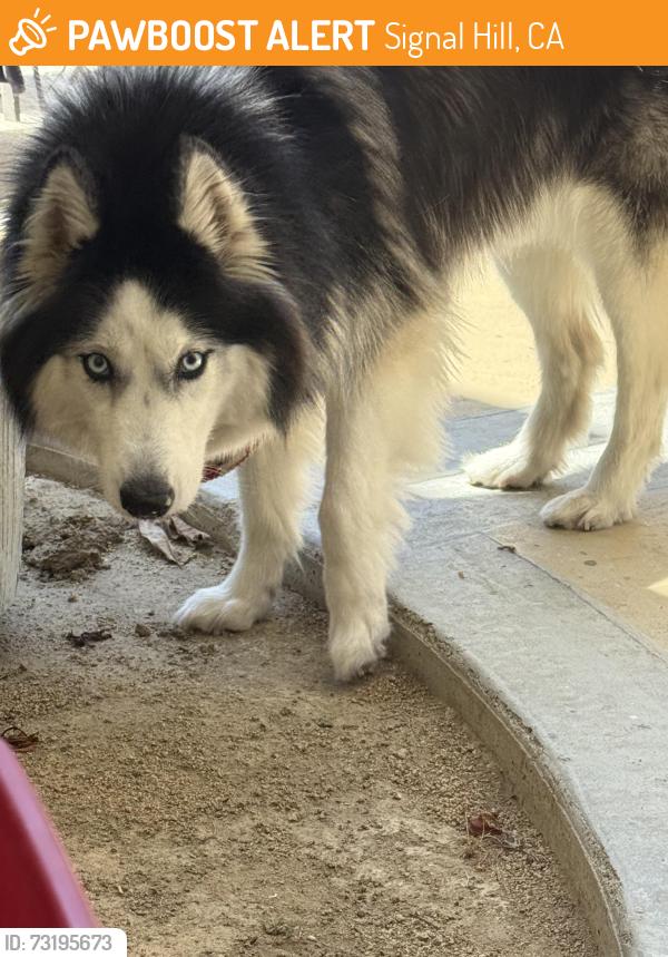 Found/Stray Female Dog last seen Skyline and Stanley ave, Signal Hill, CA 90755