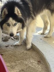 Found/Stray Female Dog last seen Skyline and Stanley ave, Signal Hill, CA 90755