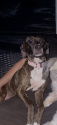 Reunited Female Dog last seen Lost around lowell rd Gastonia, Gastonia, NC 28054