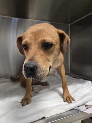 Shelter Stray Female Dog last seen Mercer Ave & Napoleon St, Atlanta, GA, 1251 Fulton Industrial Blvd NW, Atlanta, GA 30336, USA