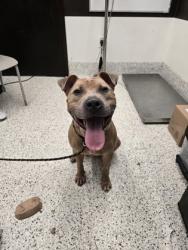Shelter Stray Male Dog last seen 1847-146 HONEYSUCKLE LN SW, Atlanta, GA, 1251 Fulton Industrial Blvd NW, Atlanta, GA 30336, USA