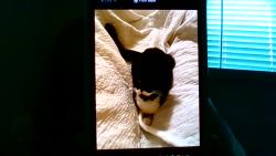 Lost Male Cat last seen neighborhood, Nashville, TN 37013