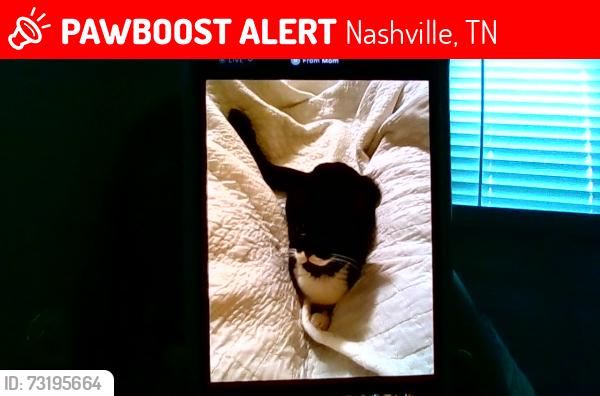 Lost Male Cat last seen neighborhood, Nashville, TN 37013