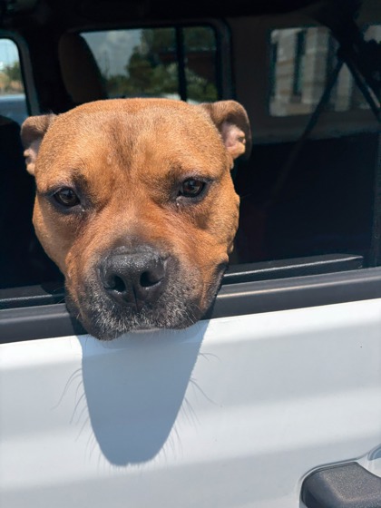 Shelter Stray Female Dog last seen Near Old National Hwy, Atlanta, GA, 1251 Fulton Industrial Blvd NW, Atlanta, GA 30336, USA