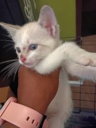 Shelter Stray Female Cat last seen Near Oak St, Atlanta, GA, 1251 Fulton Industrial Blvd NW, Atlanta, GA 30336, USA