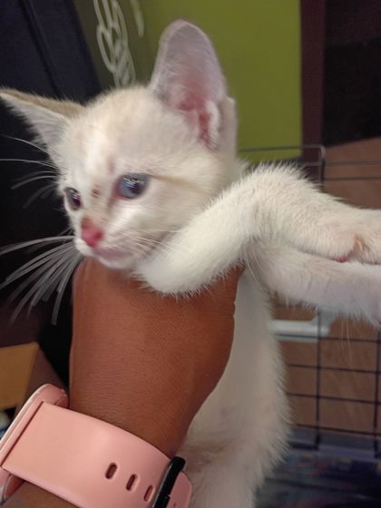 Shelter Stray Female Cat last seen Near Oak St, Atlanta, GA, 1251 Fulton Industrial Blvd NW, Atlanta, GA 30336, USA
