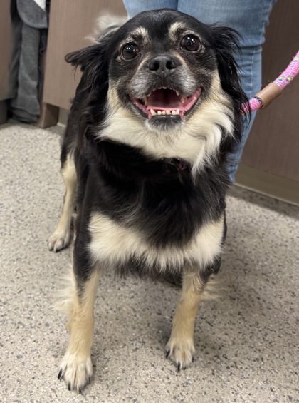 Shelter Stray Female Dog last seen Near W Logan St, Noblesville City, IN, 10501 Hague Rd, Fishers, IN 46038, USA