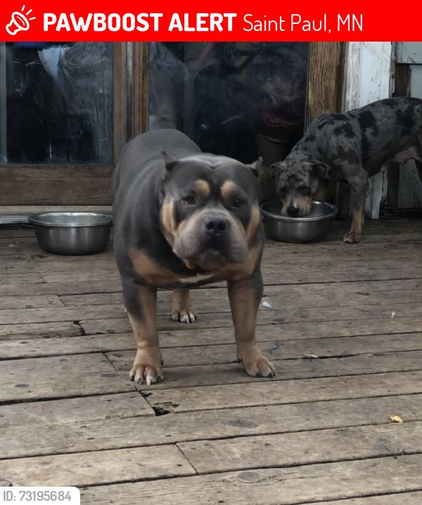 Lost Male Dog last seen Near Arkwright and cook in Saint Paul MN, Saint Paul, MN 55130