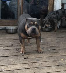 Lost Male Dog last seen Near Arkwright and cook in Saint Paul MN, Saint Paul, MN 55130