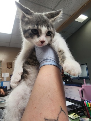 Shelter Stray Female Cat last seen Near S Stuhr Rd, Hall County, NE, 1312 Sky Park Rd, Grand Island, NE 68801, USA