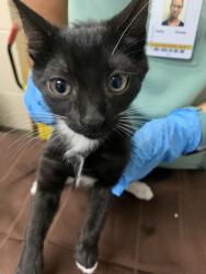 Shelter Stray Female Cat last seen Near Harvey Avenue, North Charleston, SC, 2455 Remount Rd, North Charleston, SC 29406, USA
