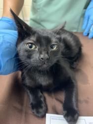 Shelter Stray Female Cat last seen Near Harvey Avenue, North Charleston, SC, 2455 Remount Rd, North Charleston, SC 29406, USA