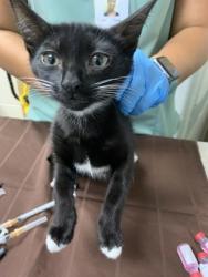 Shelter Stray Female Cat last seen Near Harvey Avenue, North Charleston, SC, 2455 Remount Rd, North Charleston, SC 29406, USA