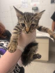 Shelter Stray Male Cat last seen Near Moreland Ave, 21216, MD, 2490 Giles Rd, Baltimore, MD 21225, USA