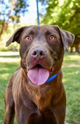Shelter Stray Male Dog last seen Near Ceadar St, Grandview,, 2405 W Birchfield Rd, Yakima, WA 98901, USA