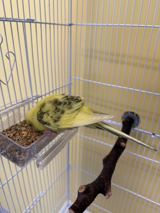 Shelter Stray Unknown Parakeet (budgie) last seen Alexandria, VA 22306, Beacon Hill Rd & RadcliffeDr, Fairfax County, VA, 4500 West Ox Rd, Fairfax, VA 22030, USA