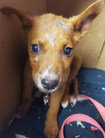 Shelter Stray Male Dog last seen Near Golden Eagle Dr (Golden Eagle Park), CITY of El Paso, TX, 5001 Fred Wilson Ave, El Paso, TX 79906, USA