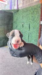 Shelter Stray Male Dog last seen Near Edna Ave, CITY of El Paso, TX, 5001 Fred Wilson Ave, El Paso, TX 79906, USA