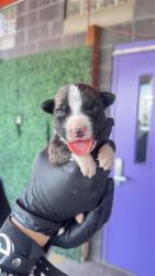 Shelter Stray Male Dog last seen Near Edna Ave, CITY of El Paso, TX, 5001 Fred Wilson Ave, El Paso, TX 79906, USA