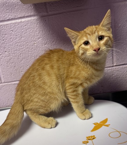 Shelter Stray Male Cat last seen Near WICHITA, CITY of El Paso, TX, 5001 Fred Wilson Ave, El Paso, TX 79906, USA