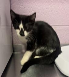 Shelter Stray Female Cat last seen Near WICHITA, CITY of El Paso, TX, 5001 Fred Wilson Ave, El Paso, TX 79906, USA