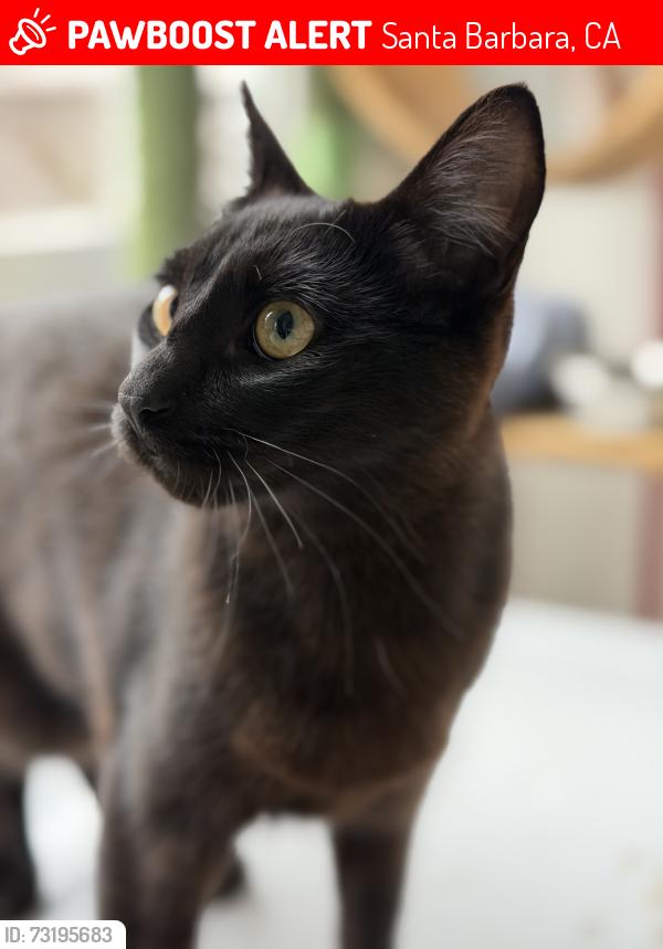 Lost Male Cat last seen San Pascal, Santa Barbara, CA 93101