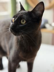 Lost Male Cat last seen San Pascal, Santa Barbara, CA 93101