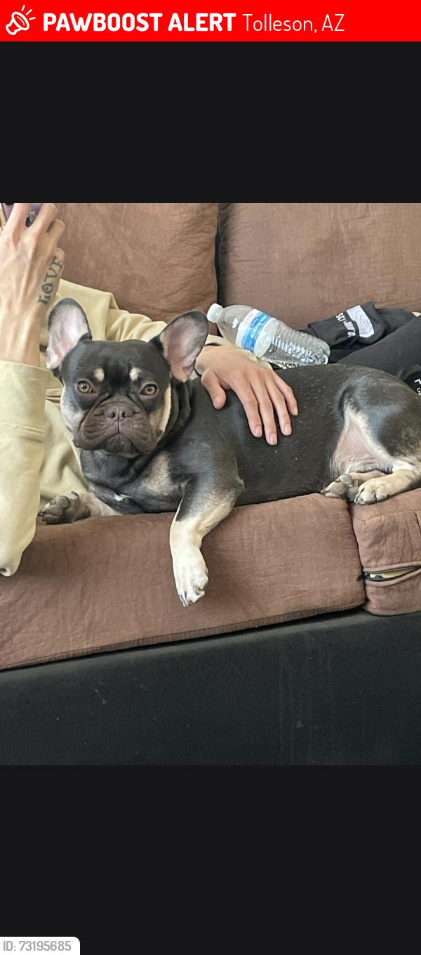Lost Male Dog last seen 91st and lowerbuckeye, Tolleson, AZ 85353