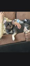 Lost Male Dog last seen 91st and lowerbuckeye, Tolleson, AZ 85353