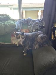 Lost Female Cat last seen Hogan Meadows #84, Gresham, OR 97080