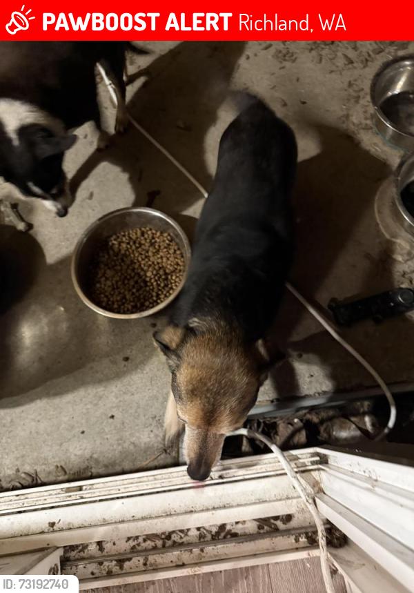 Lost Male Dog last seen Nature preserve Park Richland, Richland, WA 99352