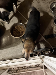 Lost Male Dog last seen Nature preserve Park Richland, Richland, WA 99352