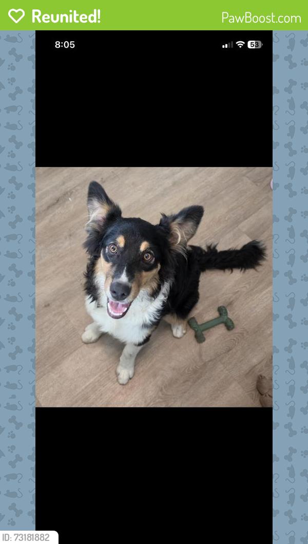 Reunited Female Dog last seen Near Grand Del Mar Ct, San Diego, CA 92130, USA, San Diego, CA 92130