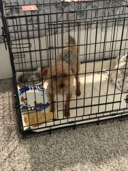 Reunited Female Dog last seen Sunnycreek Subdivision, Crowley, TX 76036