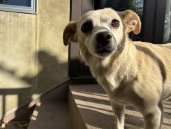 Reunited Unknown Dog last seen Avalon and Preston, Los Angeles, CA 90026