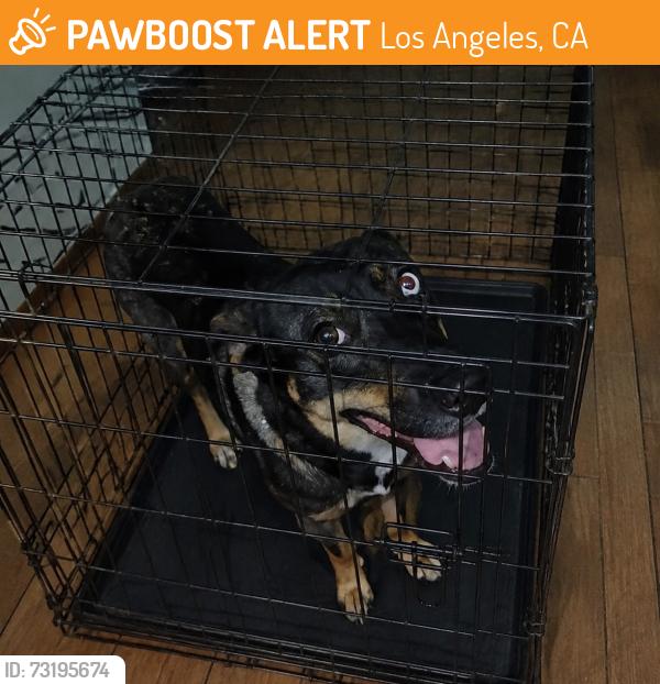 Found/Stray Unknown Dog last seen Los Angeles, Los Angeles, CA 90012