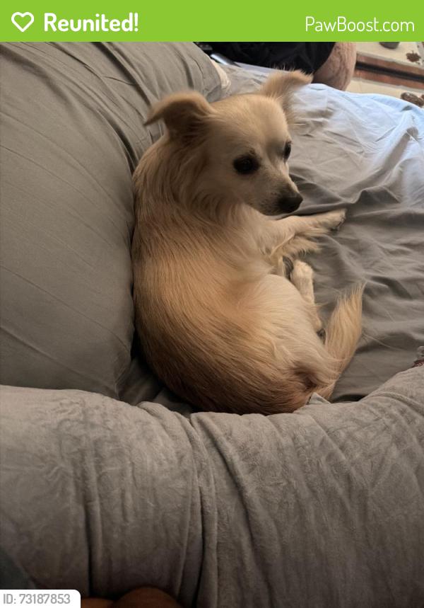 Reunited Male Dog last seen Near N Broadmoor Ave, West Covina, CA 91790, USA, West Covina, CA 91790