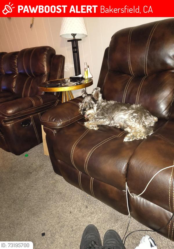 Lost Male Dog last seen 0swell/ Pico St, Bakersfield, CA 93306