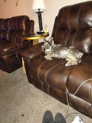 Lost Male Dog last seen 0swell/ Pico St, Bakersfield, CA 93306