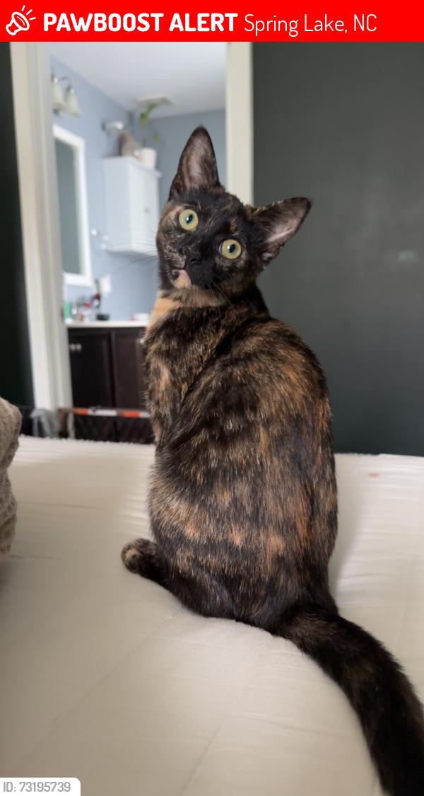 Lost Female Cat last seen Ray Road, Spring Lake, NC 28390