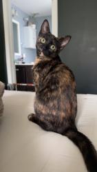 Lost Female Cat last seen Ray Road, Spring Lake, NC 28390