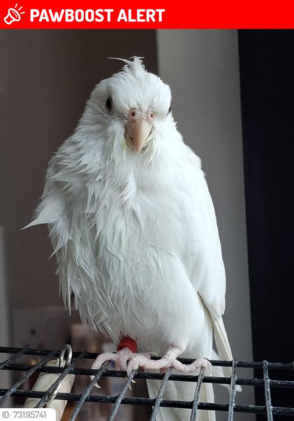 Lost Female Bird last seen East Croydon station, Greater London, England CR0 1LF