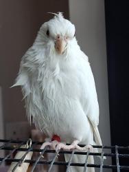 Lost Female Bird last seen East Croydon station, Greater London, England CR0 1LF