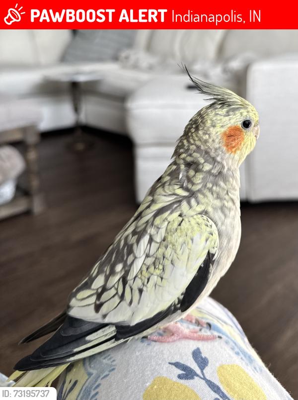 Lost Female Bird last seen Stop 11 and Five Points Rd, Indianapolis, IN 46259